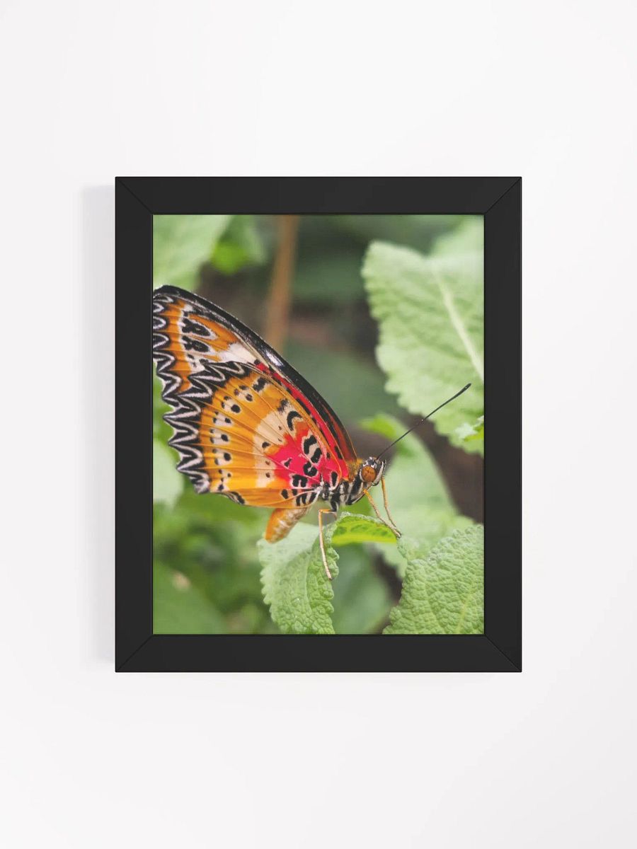 Lacewing Tropical Butterfly Matte Poster product image (4)