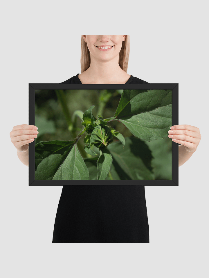 Sun flower bud Framed photography Poster product image (1)