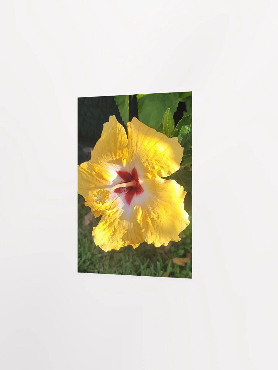 Yellow Hawaiian Hibiscus product image (20)
