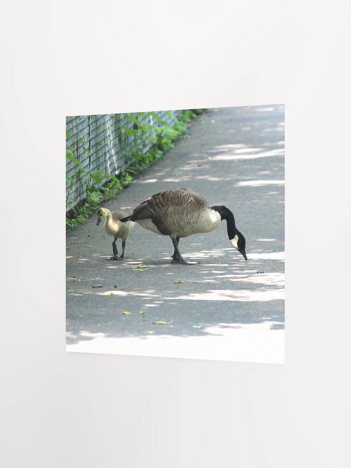 Pittsburgh - Canada Goose & Gosling - Southside Riverfront Trail - poster product image (2)
