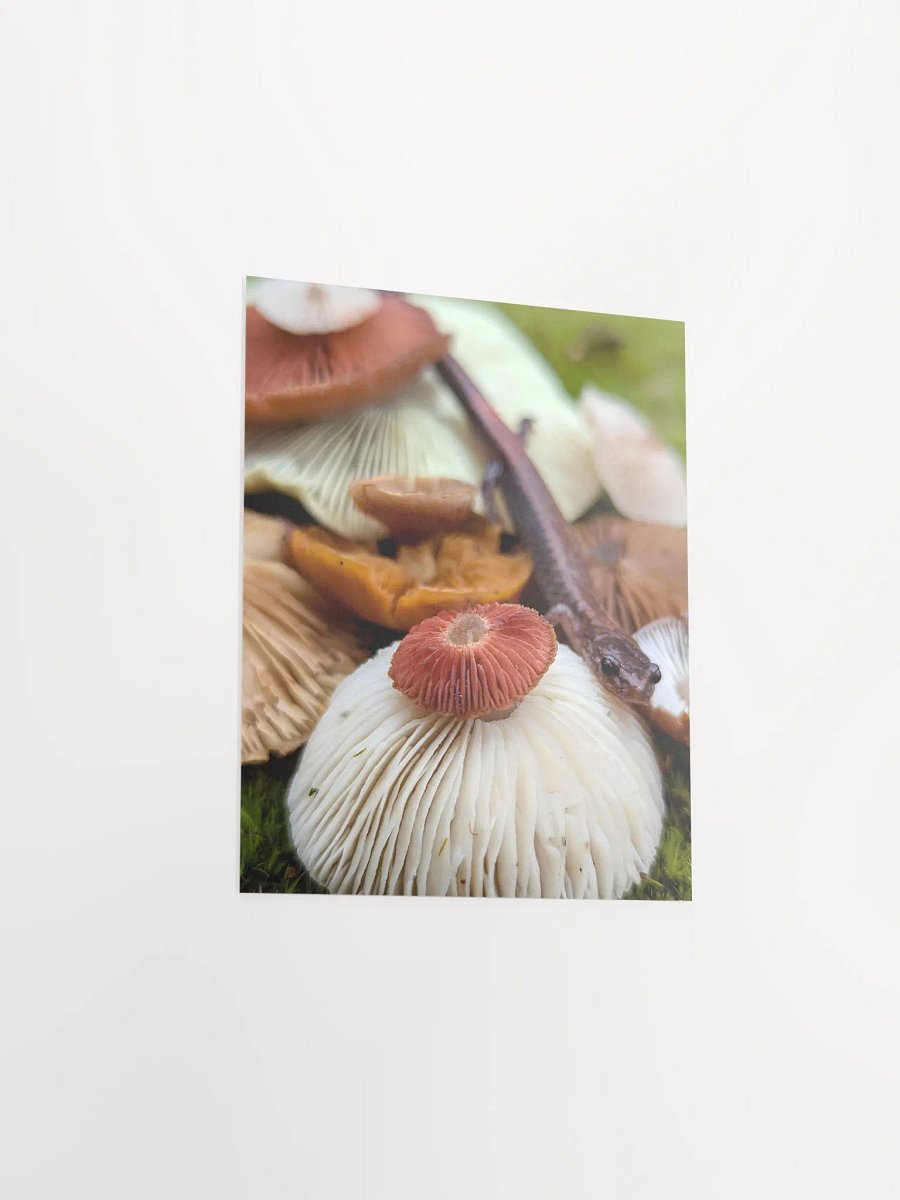Salamander & Gills 2 (Print) product image (19)