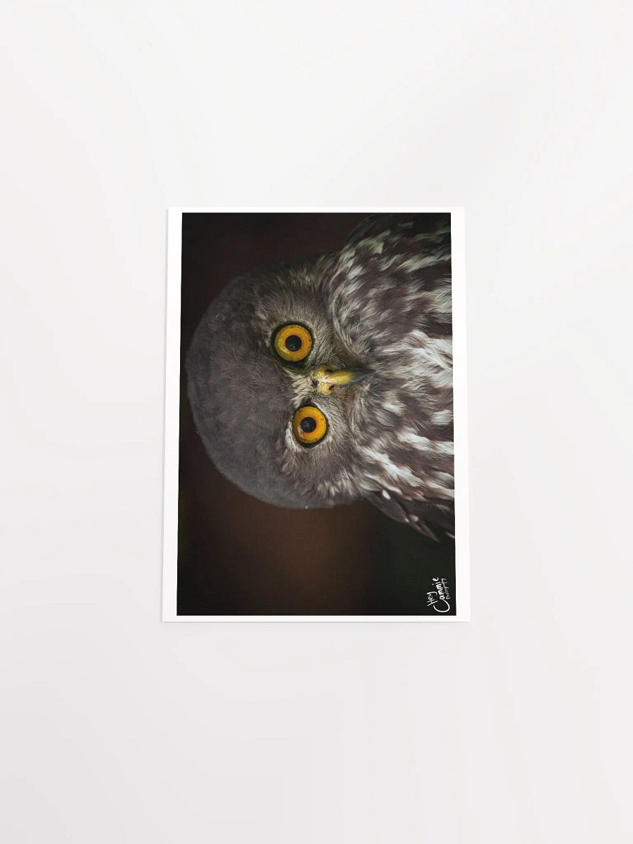 The Owl's Stare - Print product image (4)