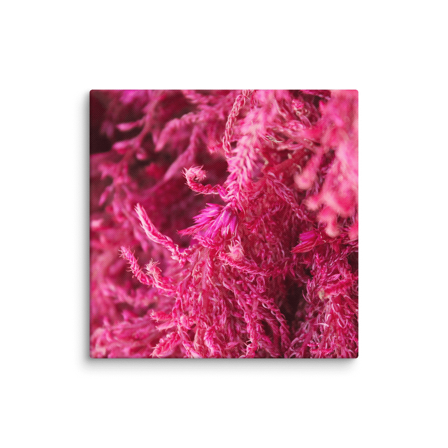 Pink Fluffy Botanical Canvas product image (15)