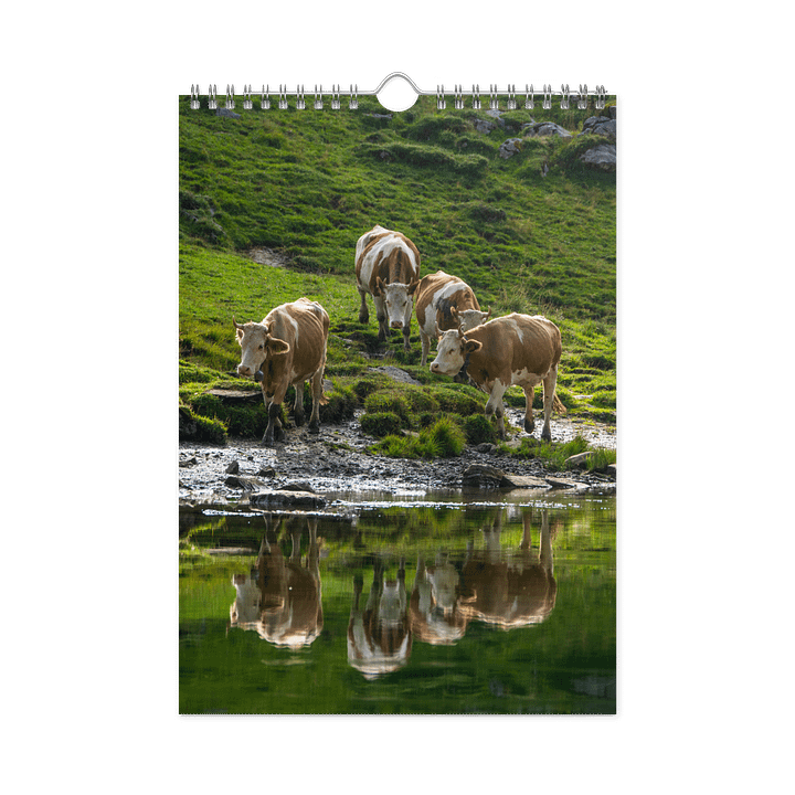 Swiss Cow Calendar 2026 product image (1)