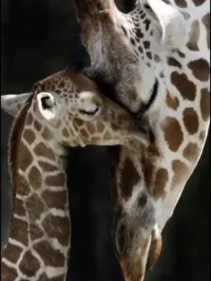 #art #music #video #animals #girrafe @accidentalinsecticide 