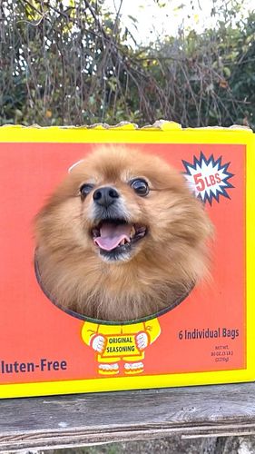 When your dog is trapped #dog #pomeranian #funnydog #funnyanimal