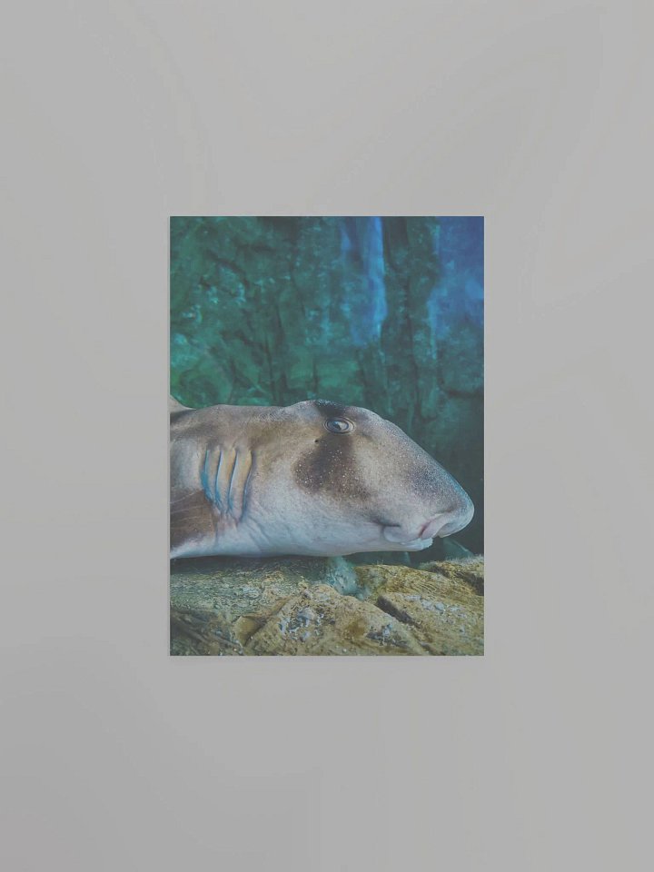 Japanese Bull-headed Shark product image (6)