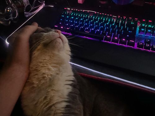 You can’t tell but his claws are inside of me. #cat #r6siege #creator