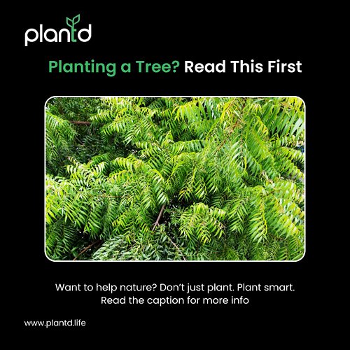 Don’t just plant. Plan.
Choose trees that give back.

Plant smart. Heal fast.

Here are a few of them:

Neem – air-purifying,...