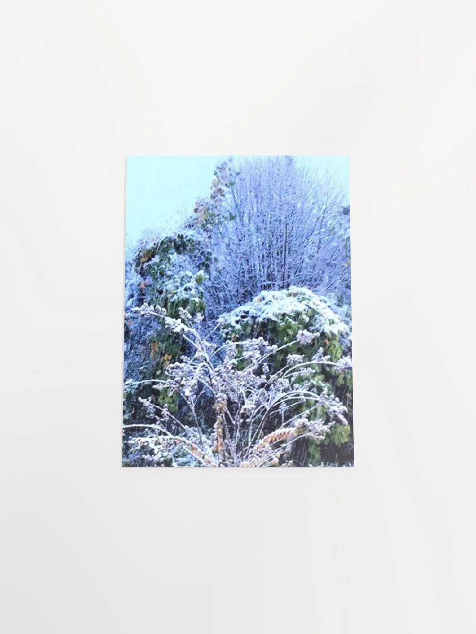 Georgia Winter product image (49)