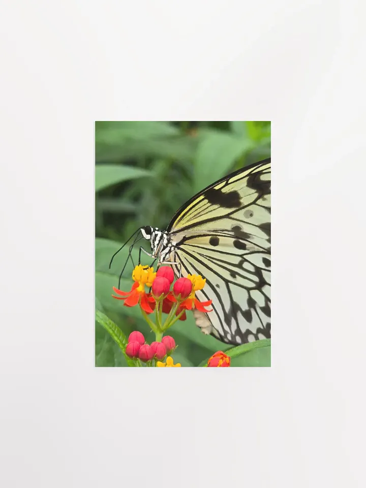 Paper Kite Tropical Butterfly Poster 5x7" product image (2)