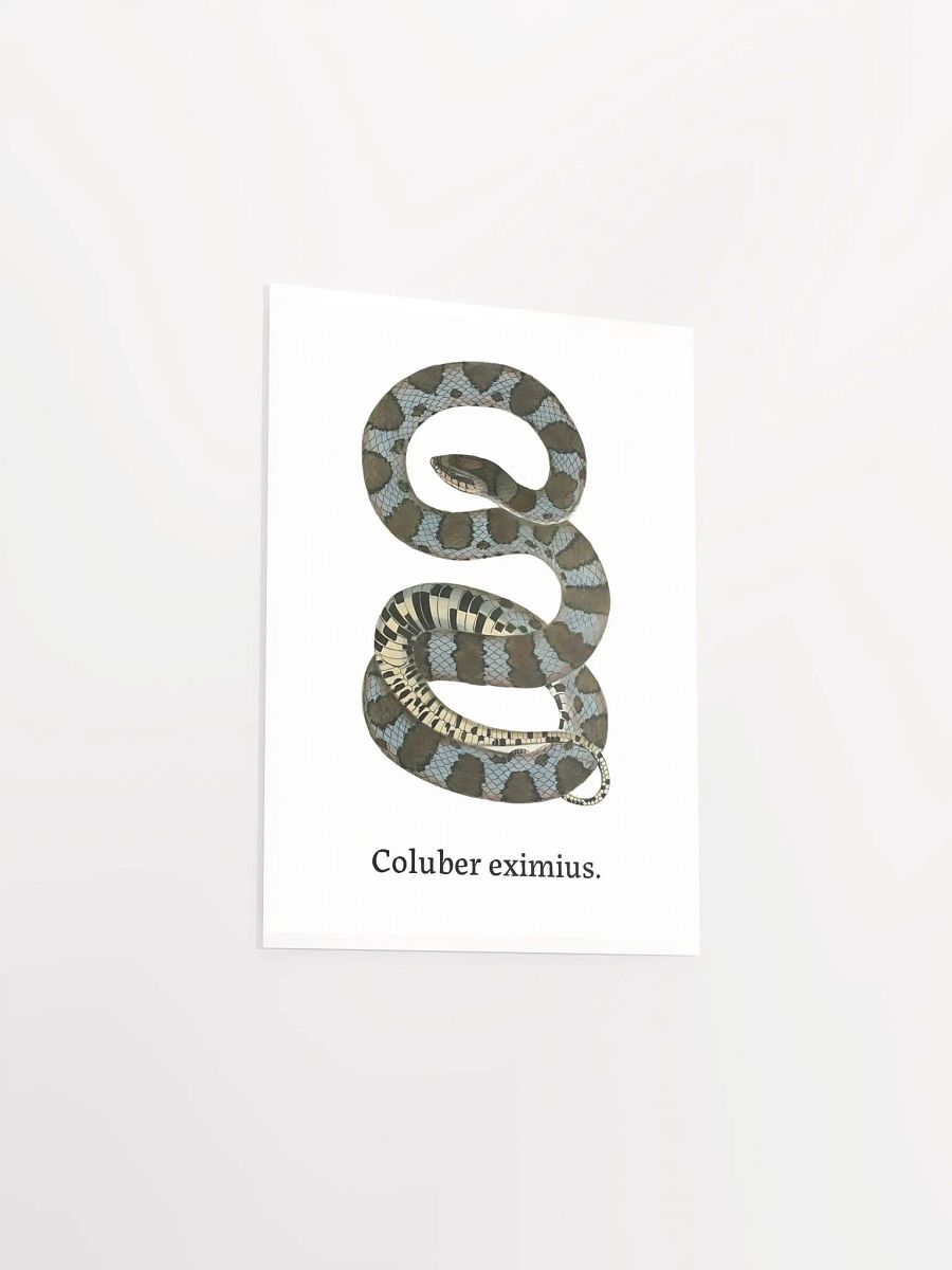 Coluber eximius. product image (4)