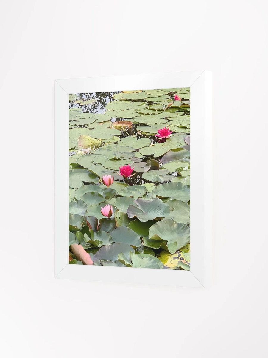 Pink Water Lilies in a Pond product image (2)