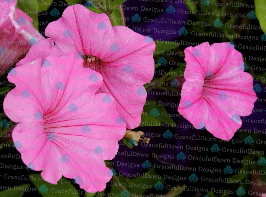 Trio of Pink Petunias product image (1)