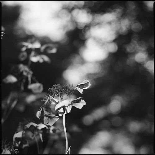Tri-X