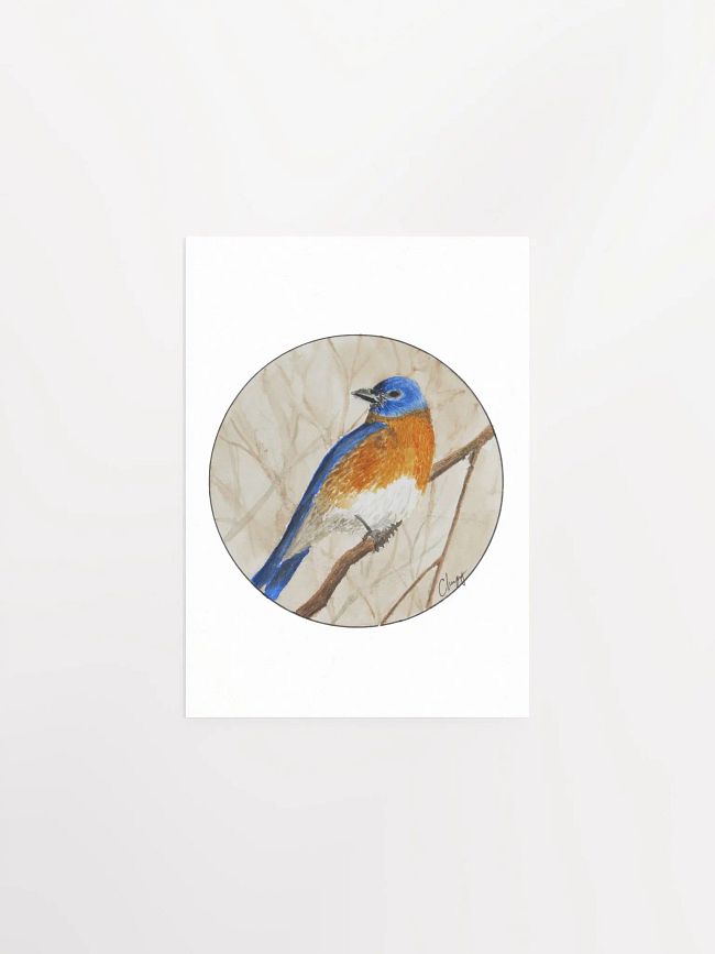 Birds Collection