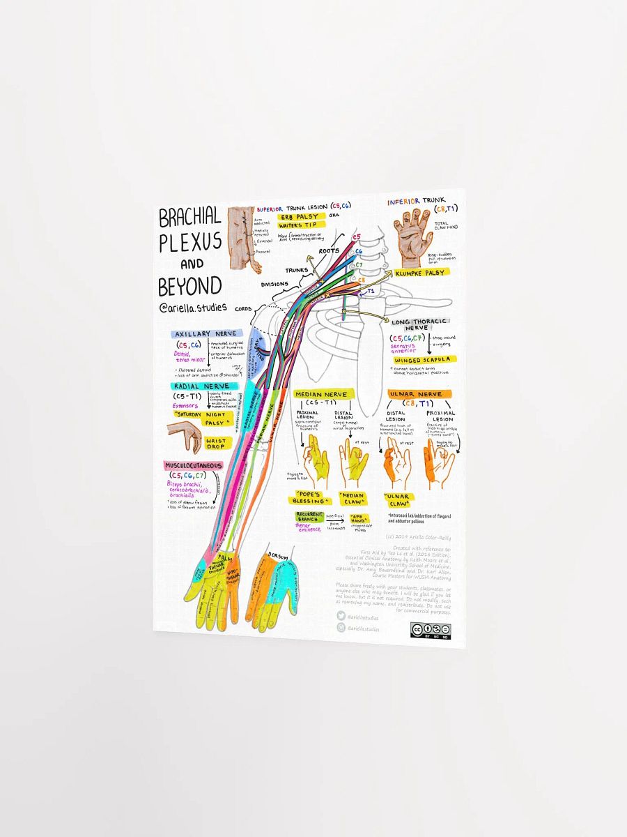 Brachial Plexus Poster product image (2)