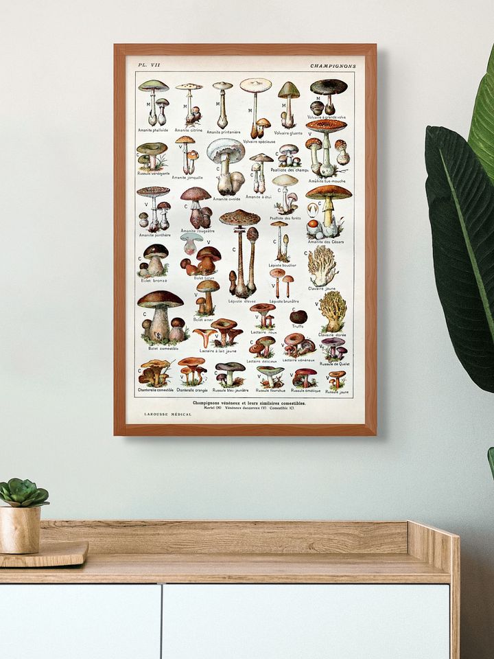 Larousse Champignons Poster product image (2)