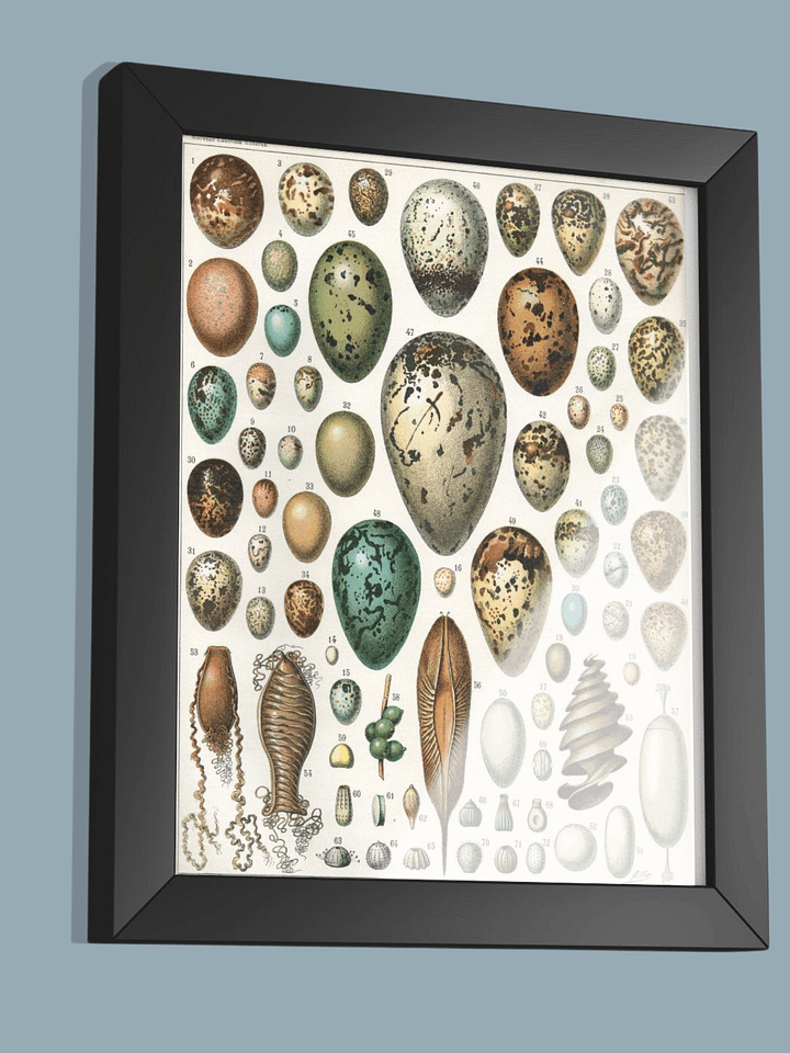 Oeufs, Nouveau Larousse Illustré 1897-1904 product image (2)