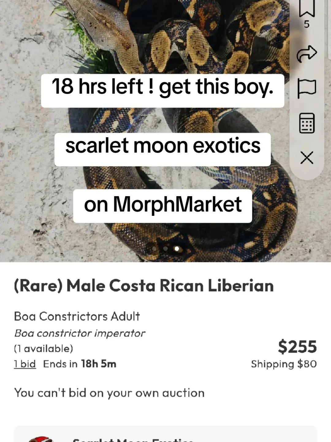 #reptilekeeper #ScalyBabies #HerpLife #PetBusinessLogo #ReptileCommunity #boa #BoaConstrictor #boaimperator #boasnakes #boidae #localityboa #snake #bci #exoticpets #boalover #BoaConstrictor #Boa 