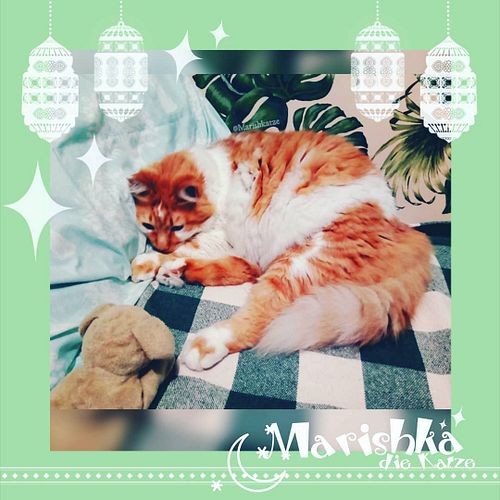 Just chilling a cozy sleep on #MondayChillsday and wishing you all a chilling week! But wait: there's too much chilling in th...