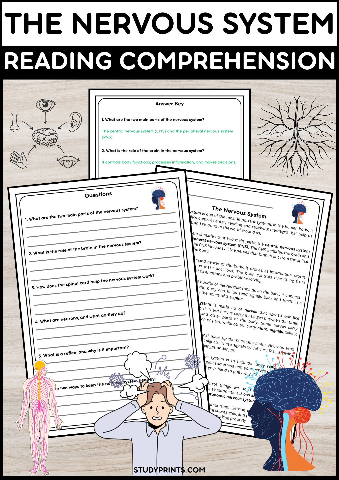 Nervous System Reading Passage with Comprehension Questions | Human Body Science Activity product image (1)