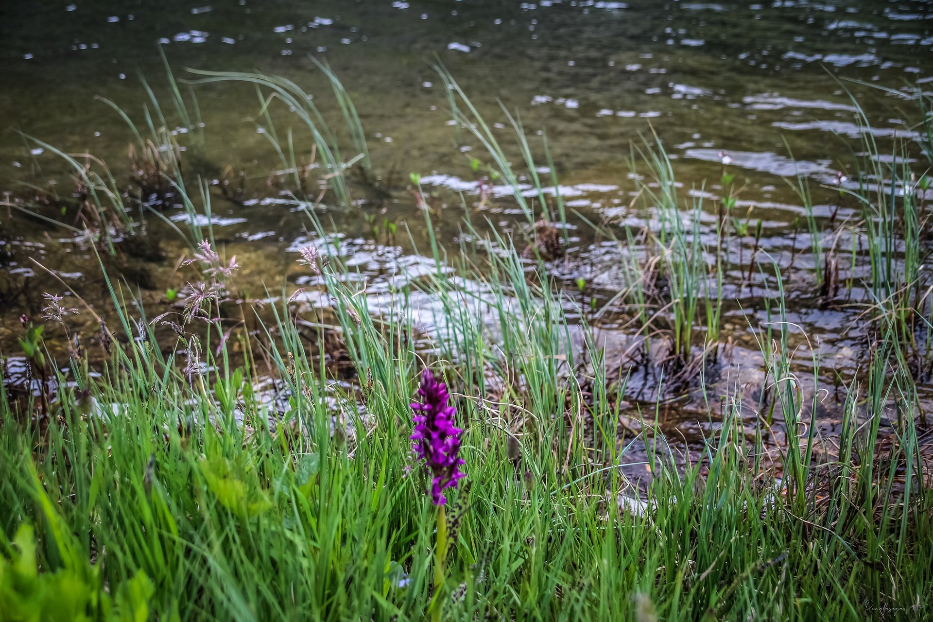 Fine Art - The Marsh Deceiver product image (1)