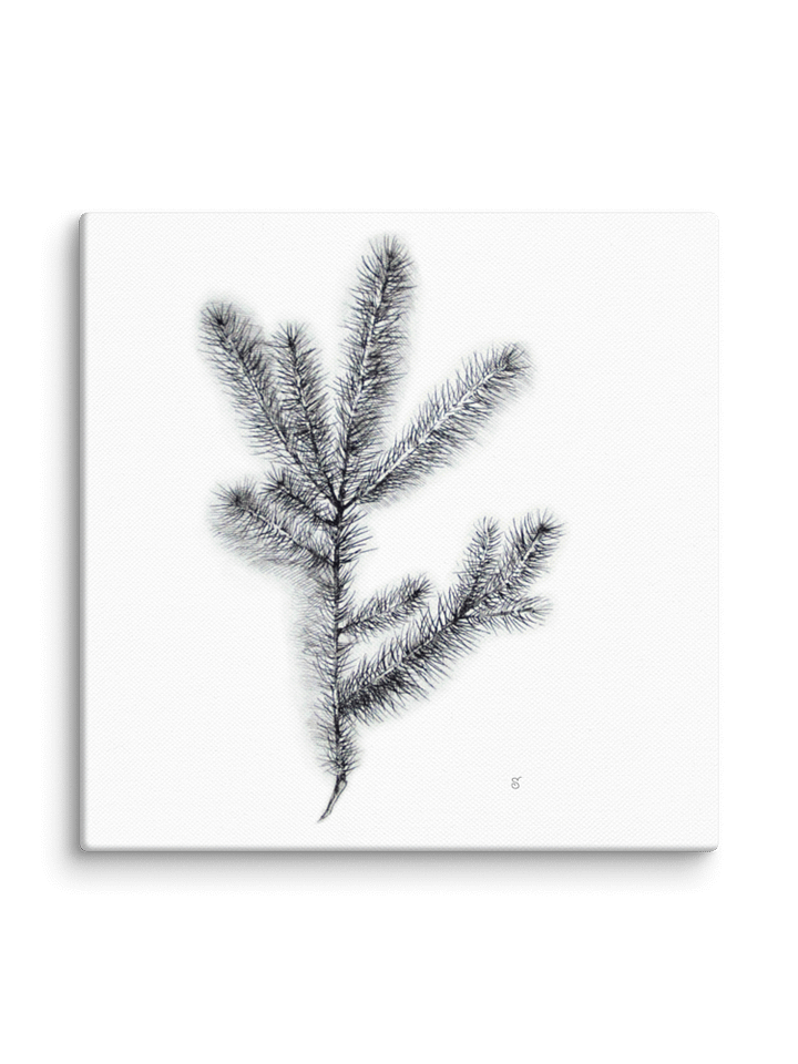 Nature's Embrace Canvas Print - Spruce Branch product image (2)
