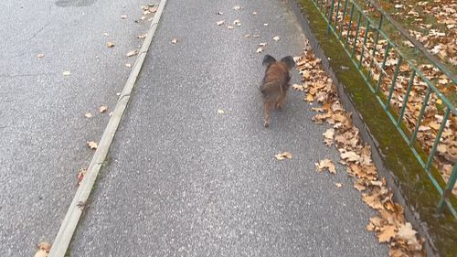 Liten promenad med vickan