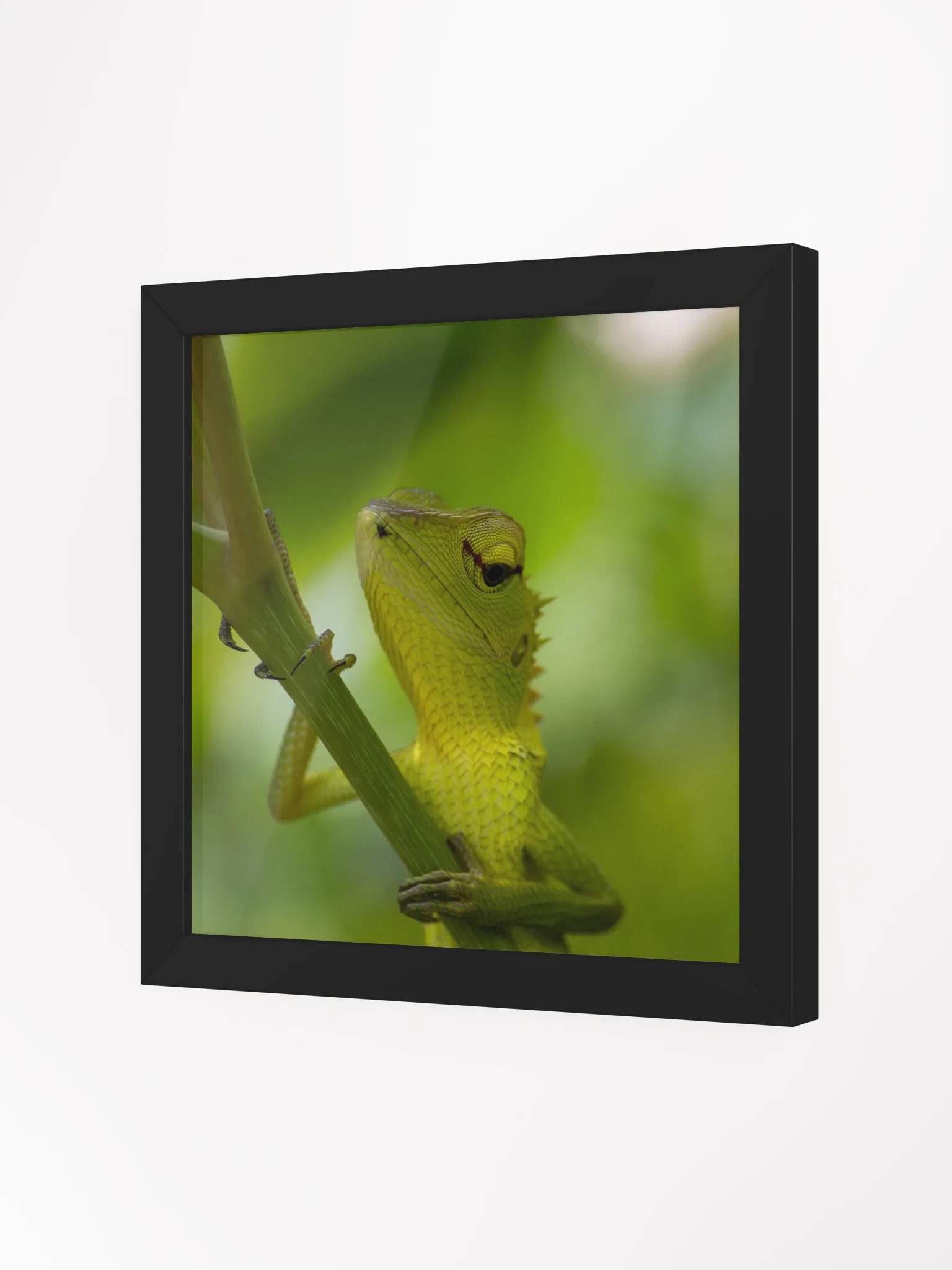 Garden Lizard in Focus product image (8)