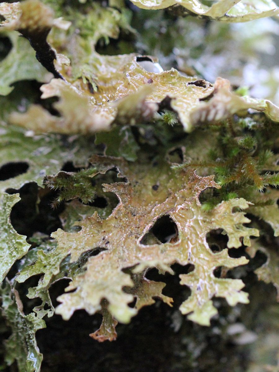 Lichen Image Collection product image (11)