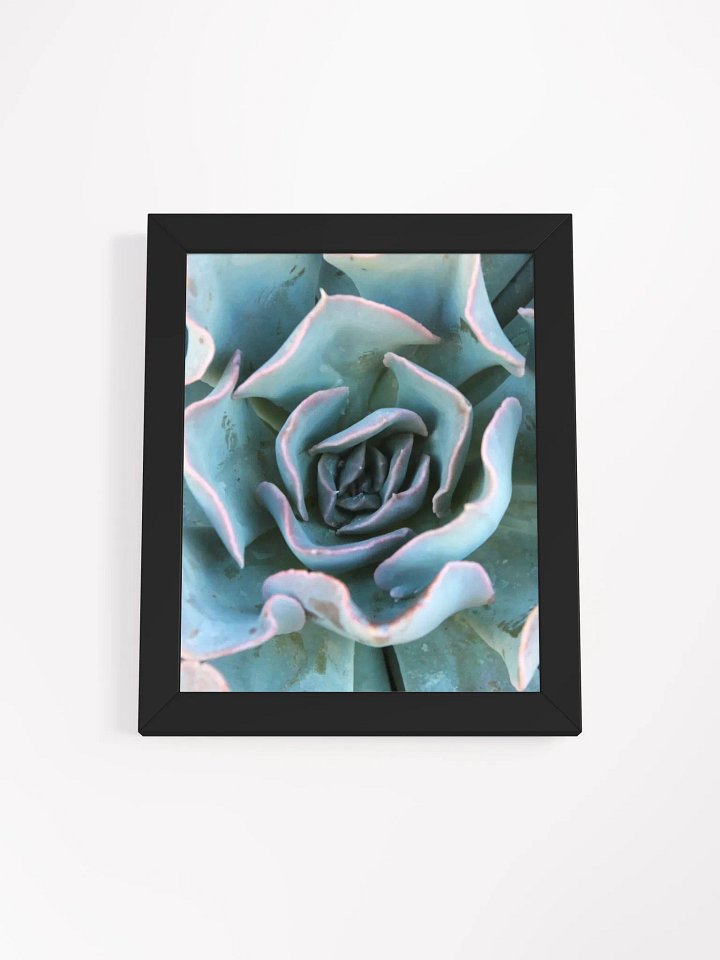 Cabbage Succulent Framed Print product image (2)