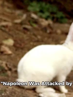 #CapCut #facts #fact #history #historytok #historicfacts #napoleonbonaparte #funny #funnyvideos #comedyvideo #fyp #foryoupage #fypシ #fypシ゚viral #fypage #funfacts 