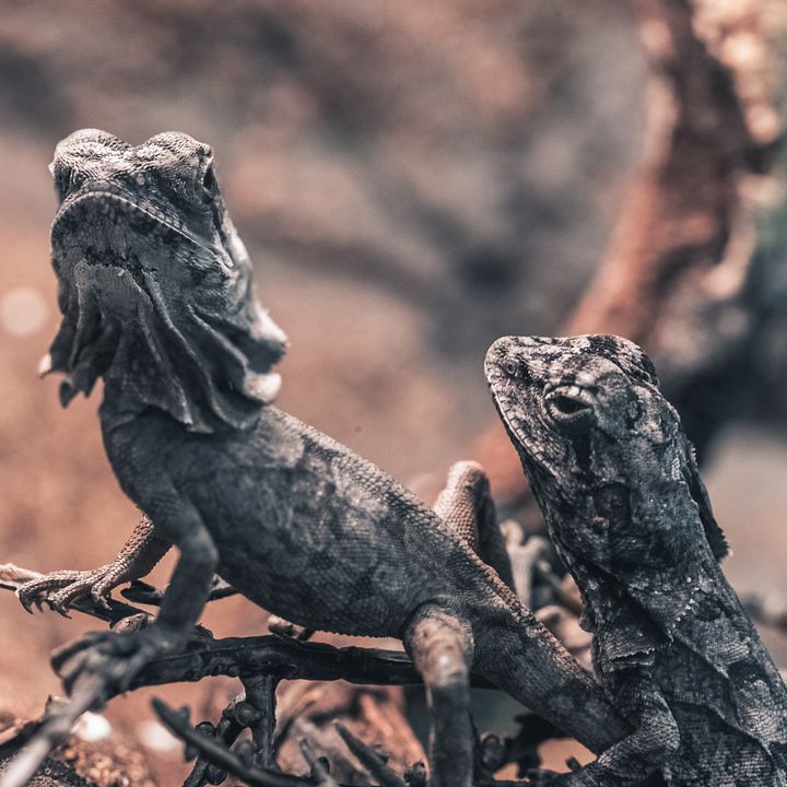 Baby Frilled Dragons Perched product image (1)