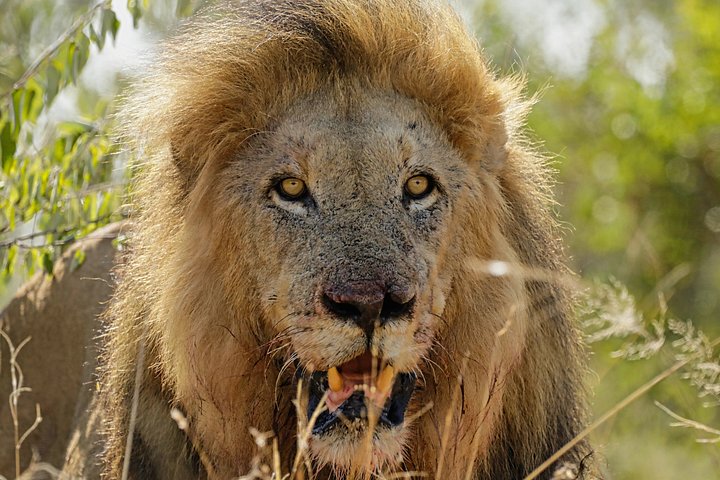 Lion product image (1)