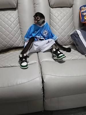 ese día que gusto nos dio campeón pero.los americanistas esa copa no vale 🤣🤣 mamilas 🙈🙈 #julia #monkey #cruzazul 
