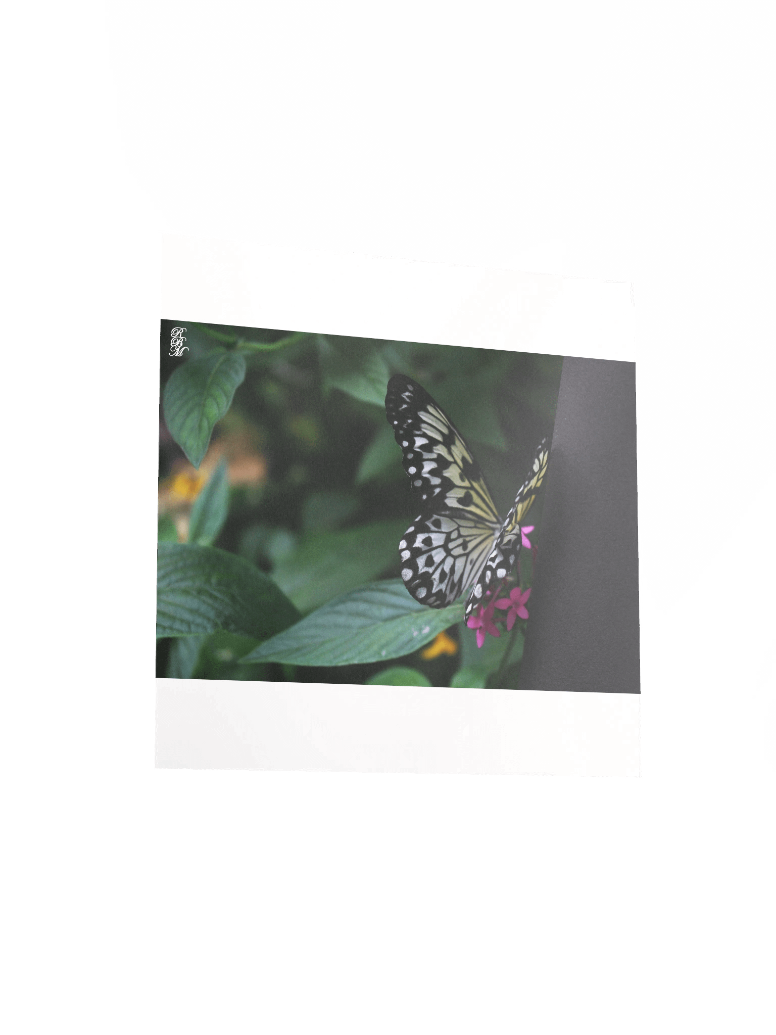 A Yellow Butterfly on Pink Flowers product image (7)