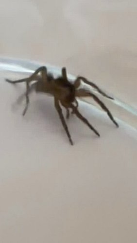 Spider Relocation Services