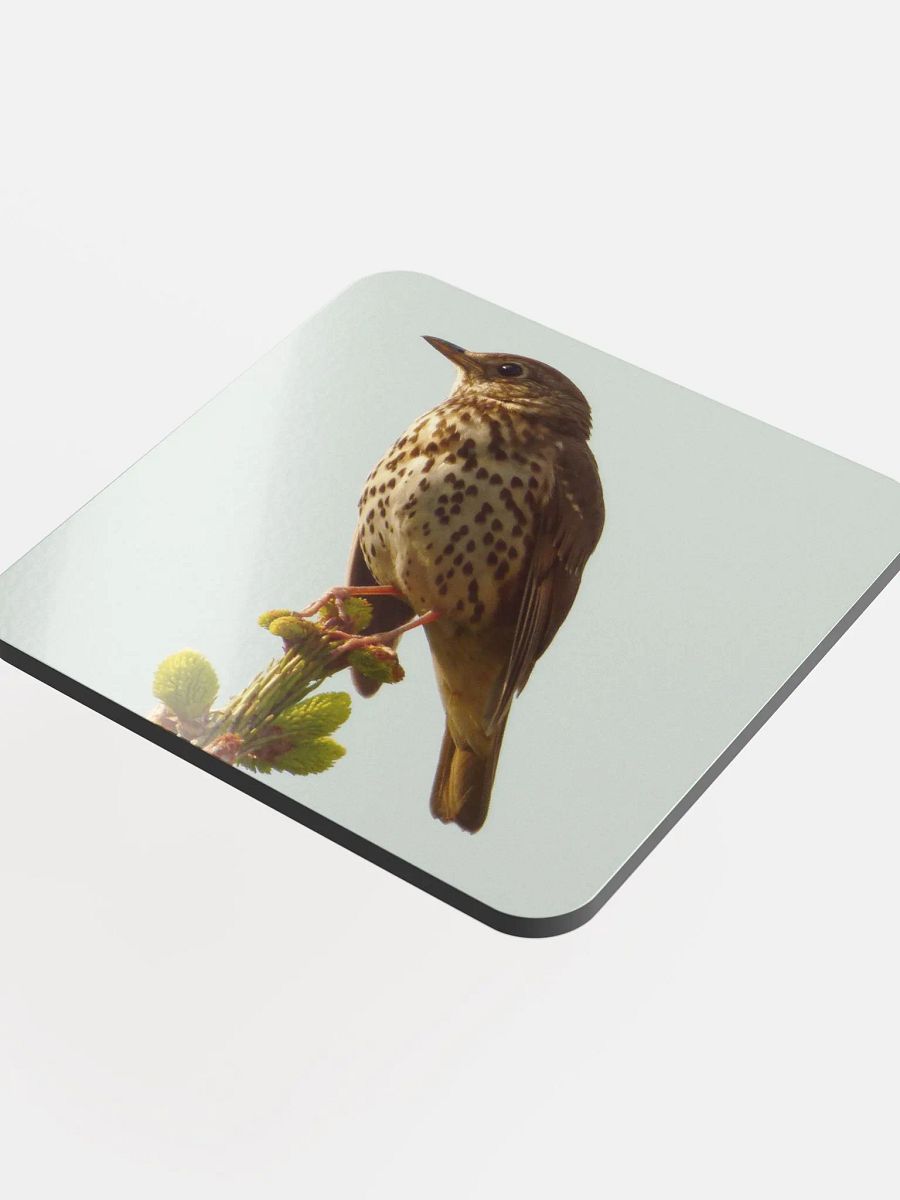 Glossed Cork Coaster - The song thrush product image (4)