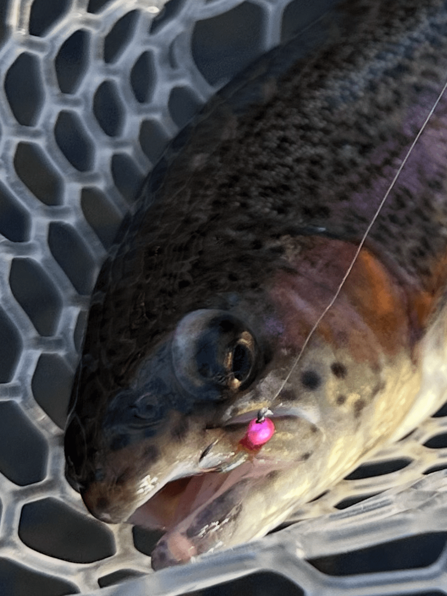 Rainbow Warriors Fly Fishing Flies product image (4)