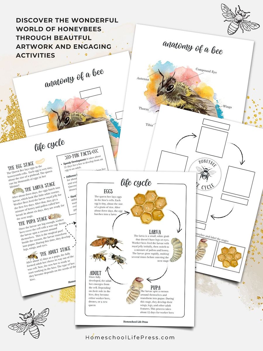 Honey Bee Study product image (2)