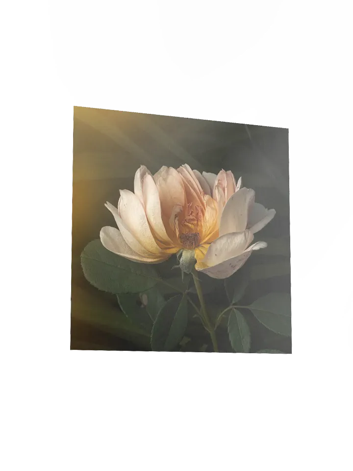 Aging Rose: Enhanced Matte Paper Poster product image (2)