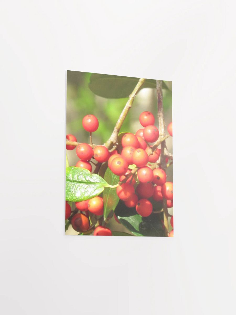Ilex Cassine product image (40)
