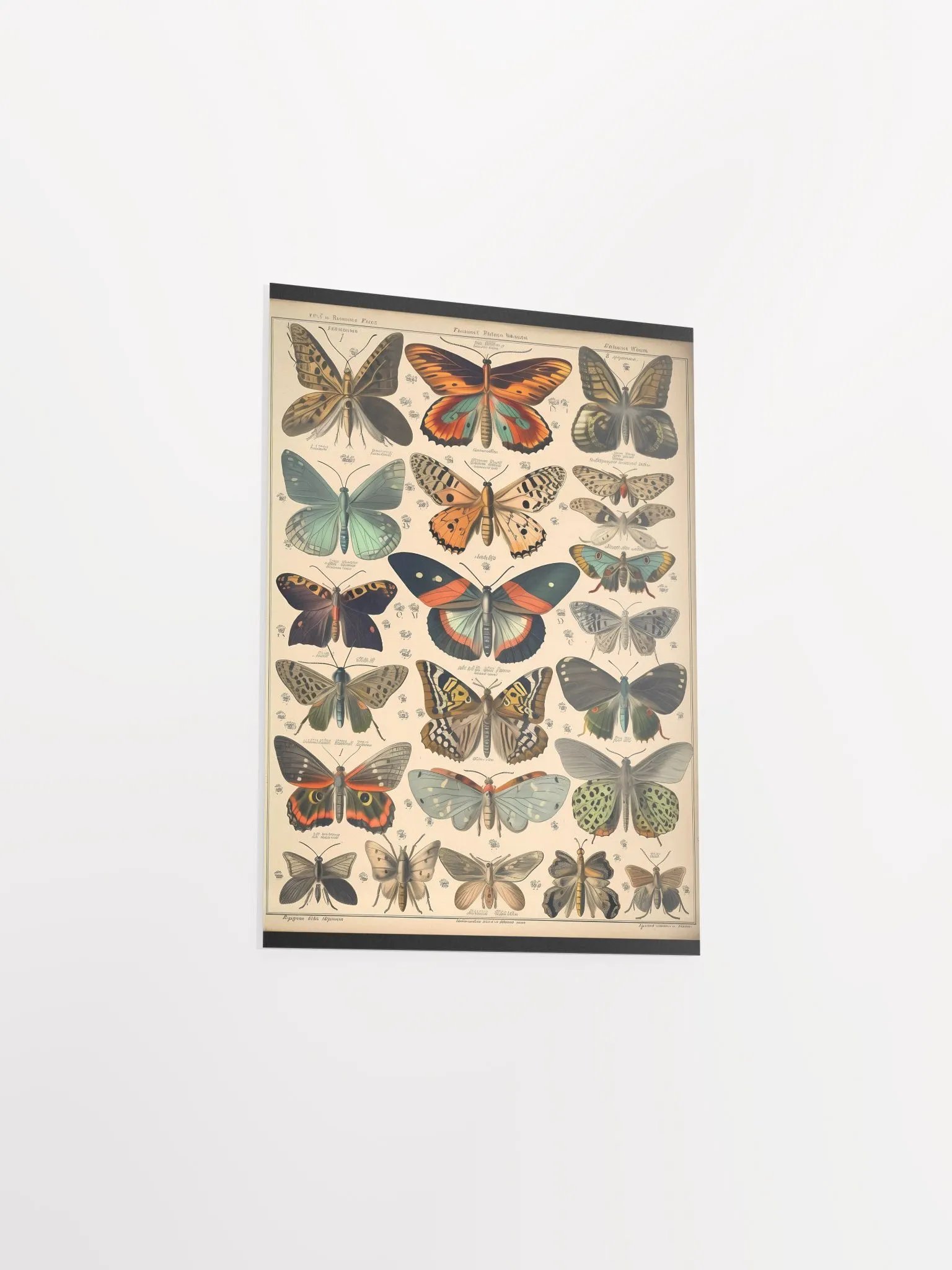 Butterfly & Moth Species Matte Poster product image (11)