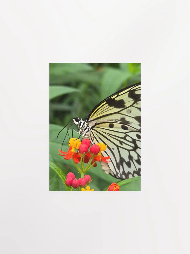 Paper Kite Tropical Butterfly Poster 5x7" product image (2)