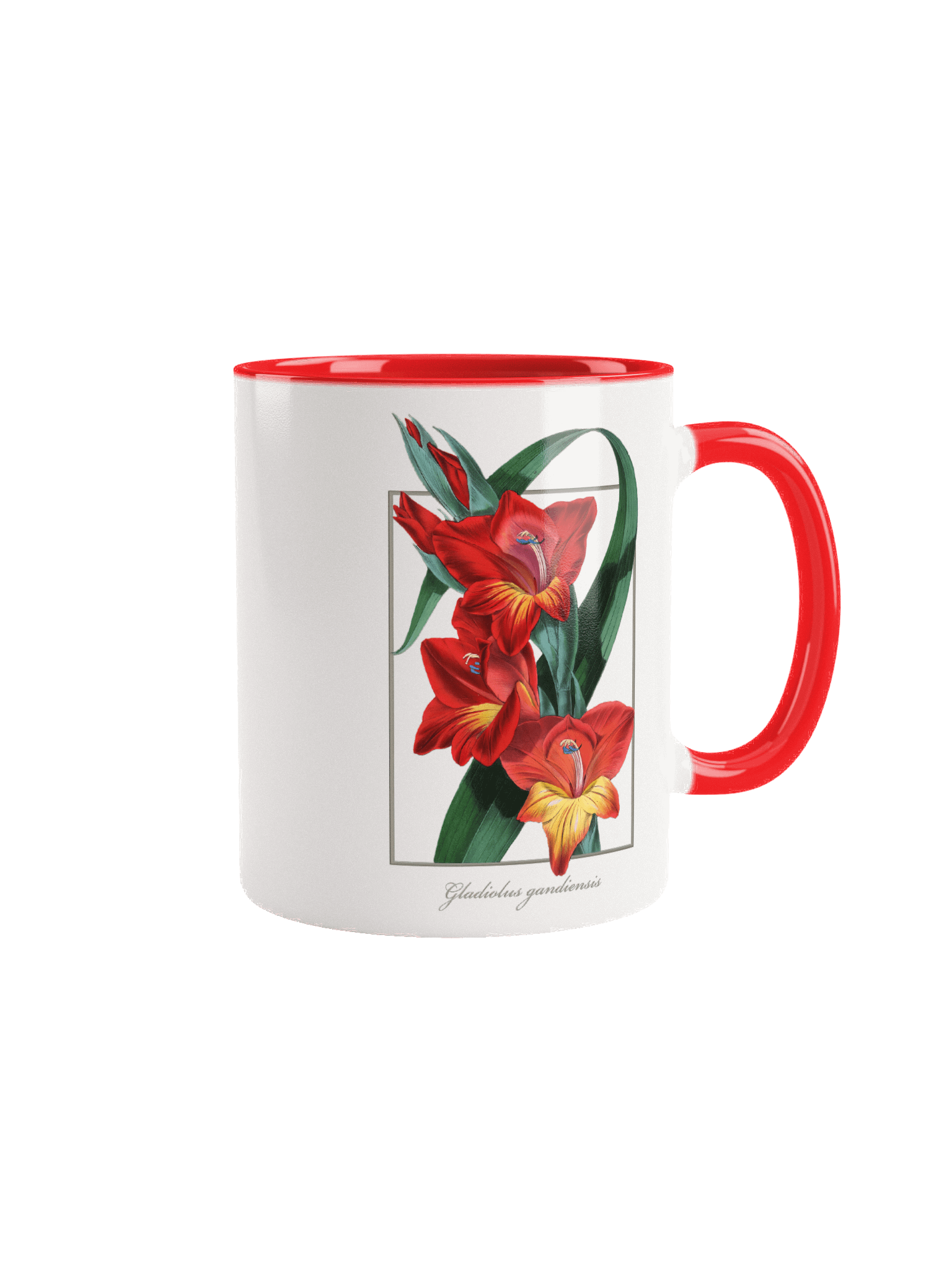 Gladiolus Gandiensis Flower - mug product image (1)