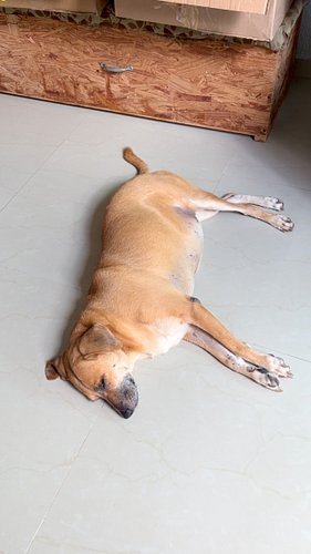 Canela used lo live a life of neglect., now she is happy and safe in Chica’s pack. 

#chicathedoberman #rescuedandloved #happ...