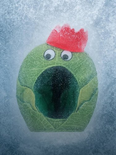 It’s defrosting… 👀🎄 

(Via LilHally - Reddit)
