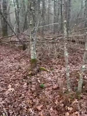 Bigfoot? MAGIC WHIRLY WINDS? #tiktok #bigfoot #Yt #fyp #trendingvideo welcome to the Bridgewater Triangle…..
