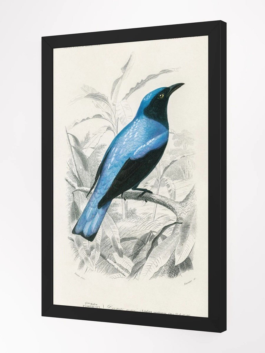 Square-tailed drongo product image (6)